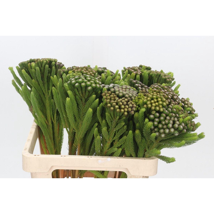 <h4>Kaaps Groen Albiflora</h4>