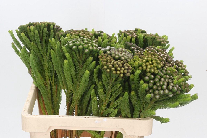 Kaaps Groen Albiflora