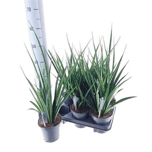 Sansev Kirki Friends