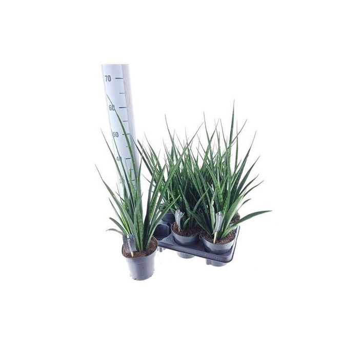 <h4>** Sansev Kirki Friends * Winterpromo *</h4>