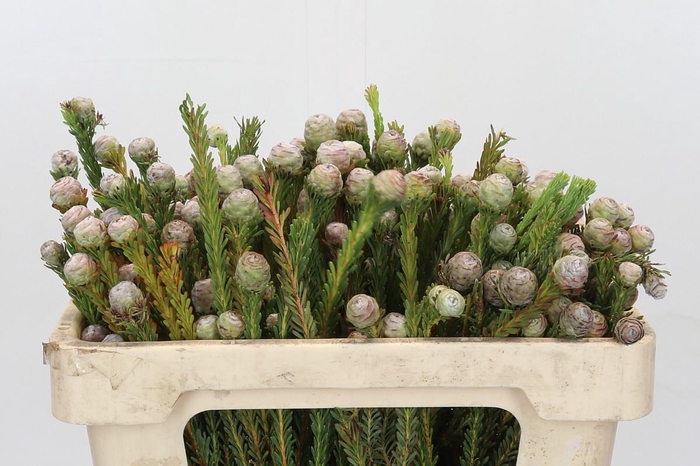 <h4>Kaaps Groen Tortum</h4>