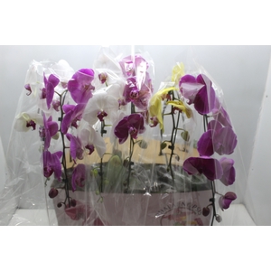 PHALAENOPSIS CASCATA ESPECIAL P15 MIN 8 FLS