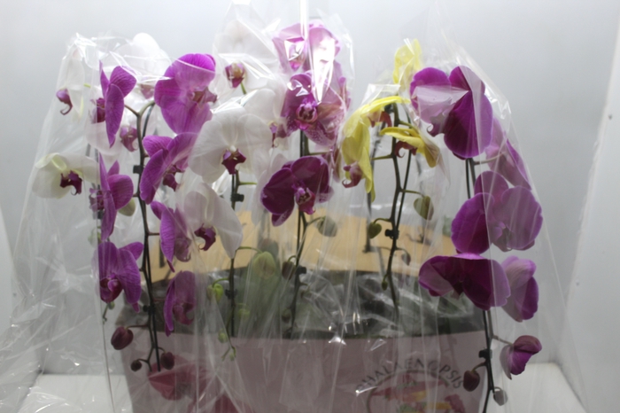 PHALAENOPSIS CASCATA ESPECIAL P15 MIN 8 FLS