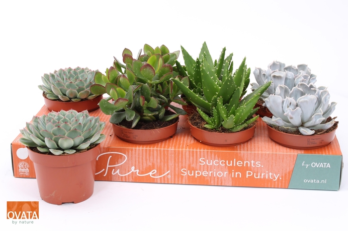 <h4>SUCC GEM 4 SRT</h4>