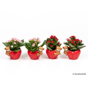 KALANCHOE BLOSSF p6 E 2584