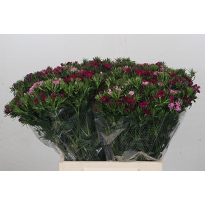 Dianthus Br Gemengd