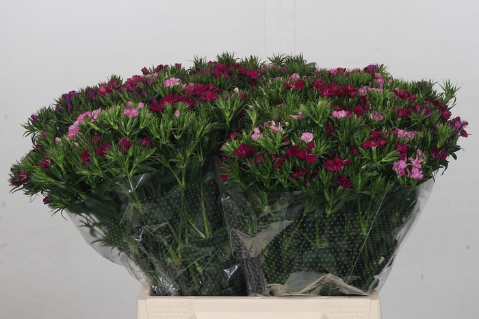 <h4>Dianthus Br Gemengd</h4>