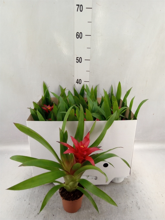 <h4>Guzmania  'Blitz'</h4>