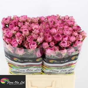 R Tr Pink Bijoux Flora Ola
