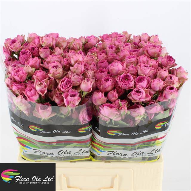 <h4>R Tr Pink Bijoux Flora Ola</h4>