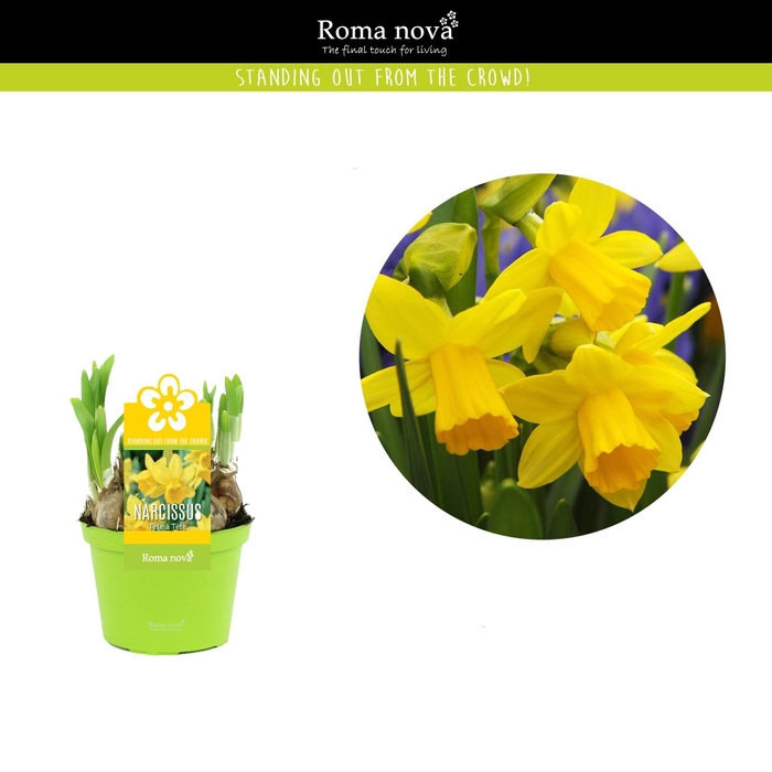 <h4>Narcissus Tete a tete</h4>