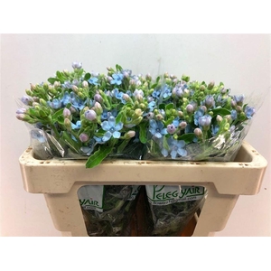 OXYPETALUM CO T PURE BLUE