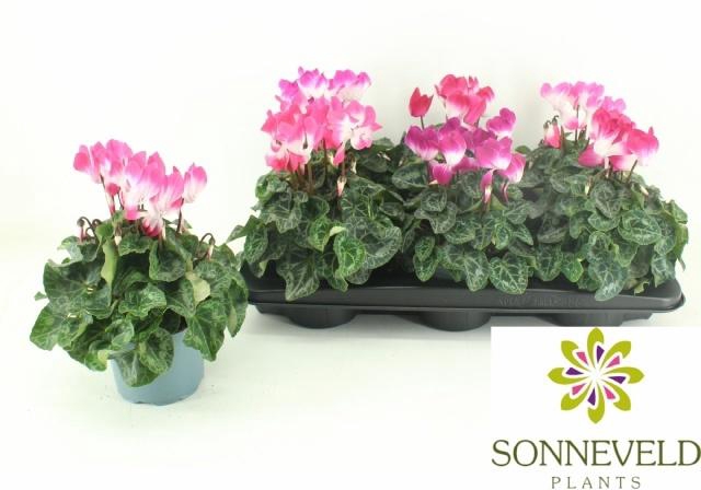 <h4>CYCL MD INDIAKA</h4>