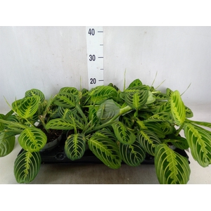 Maranta leuc.   ...