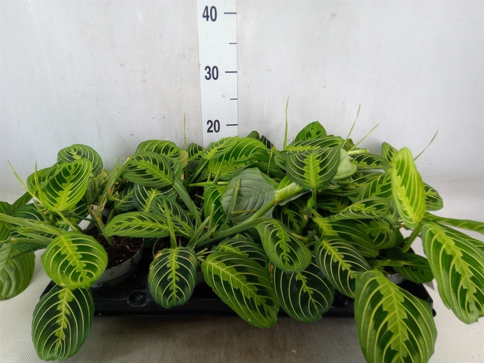 <h4>Maranta leuc.   ...</h4>