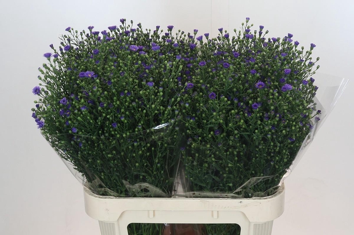 <h4>Aster Casamare</h4>