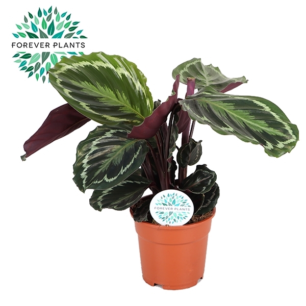 <h4>Calathea Medallion p17</h4>