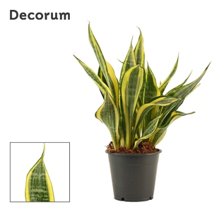 Sansevieria Hi Color 12 cm (Decorum)