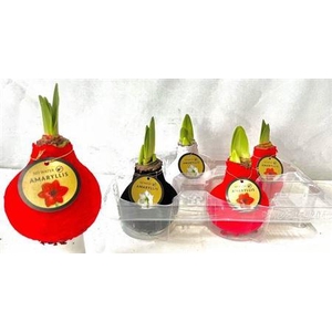 Bloembol Hippeastrum