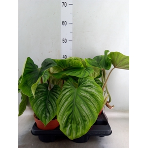 Philodendron   ...