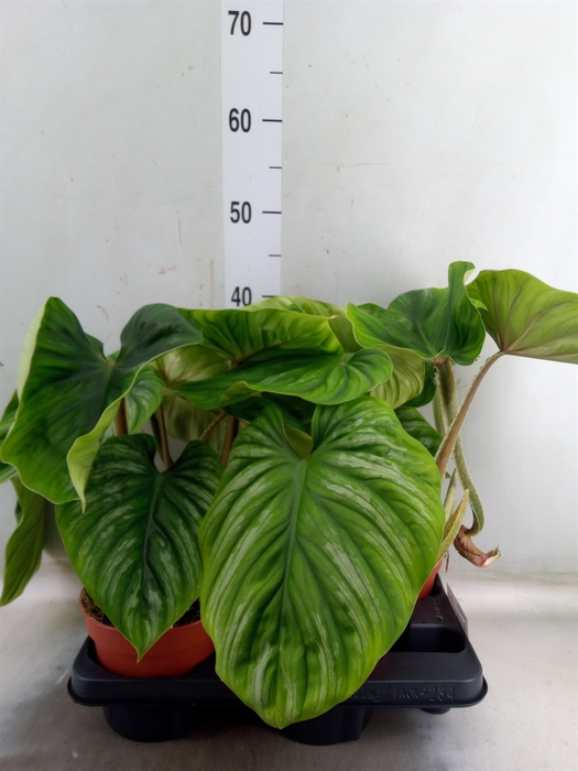 <h4>Philodendron   ...</h4>
