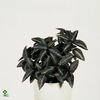 PILEA SPR SILV TREE
