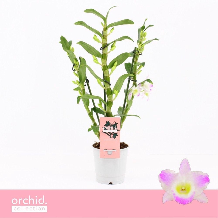 <h4>Dendrobium Nobilé, Pandora 3-spike Compact 'Orchid Collection'</h4>