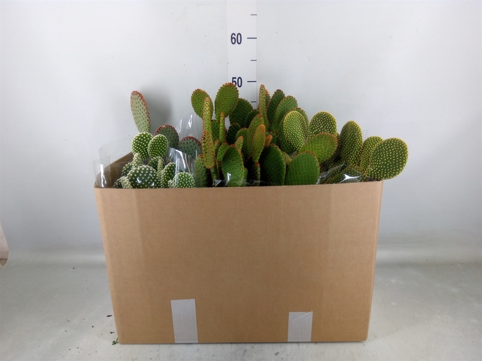 <h4>Opuntia microdasys</h4>