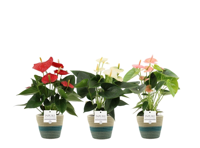 <h4>Anthurium 3 color mix PURE Valerie basket</h4>