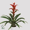 Guzmania  'Rana'
