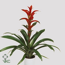 Guzmania  'Rana'