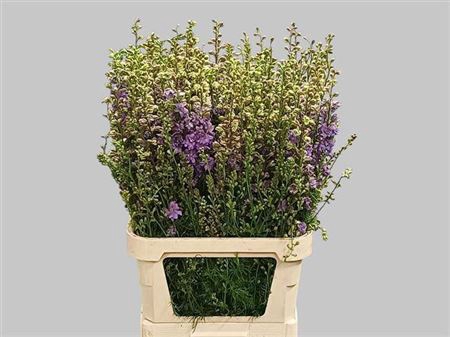 <h4>Delph Cons R Q Viole Lilac</h4>