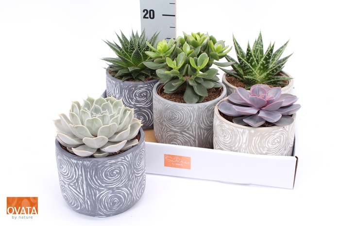 <h4>SUCC GEM 5 SRT</h4>