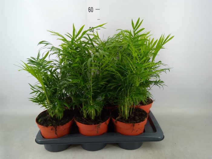 <h4>Chamaedorea elegans</h4>