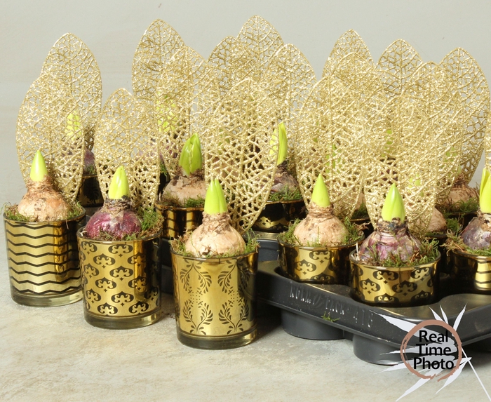 <h4>ARR HYACINTH</h4>