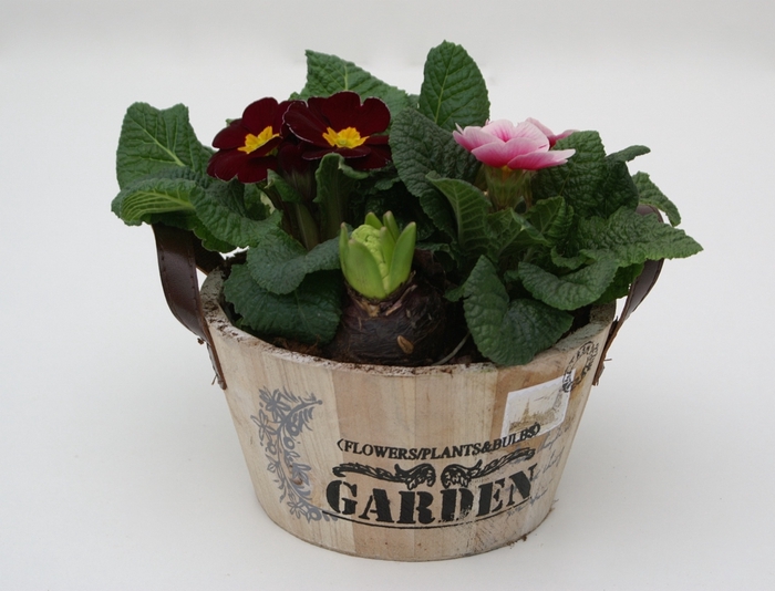 <h4>Primula  Hout Rond (Hya)</h4>