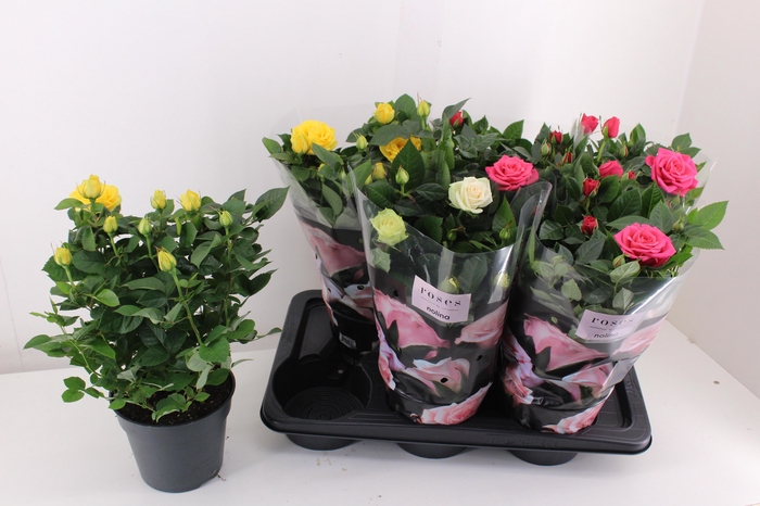 <h4>RO PALACE GEM 3 SRT</h4>