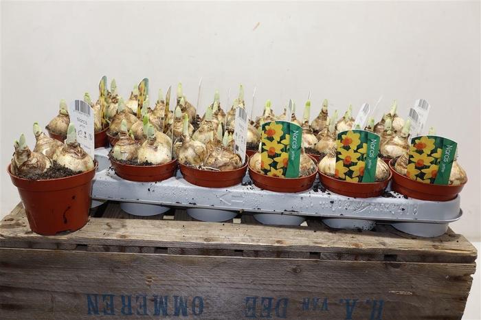 <h4>arr8 Narcis Jetfire</h4>