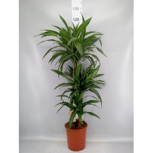 Dracaena fr de 'Ulises'