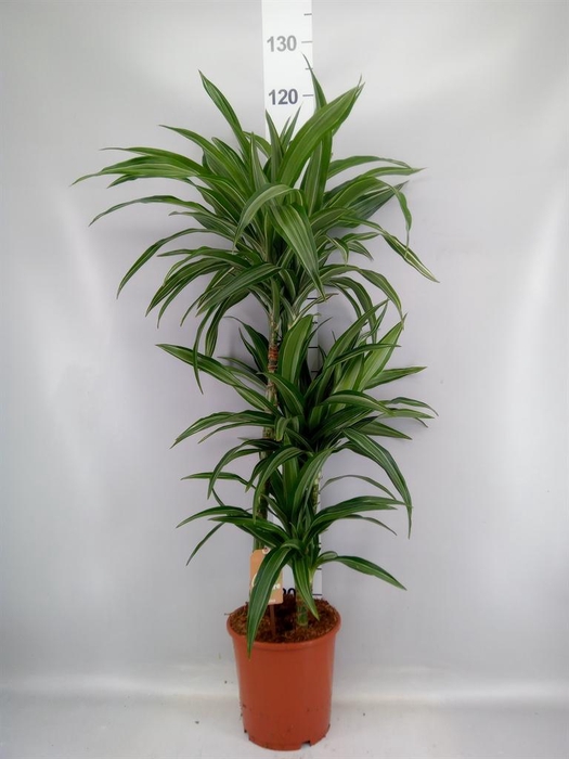 <h4>Dracaena fr de 'Ulises'</h4>