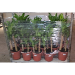 DRACENA MASSANGEANA P24