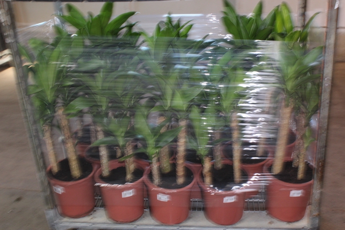 DRACENA MASSANGEANA P24