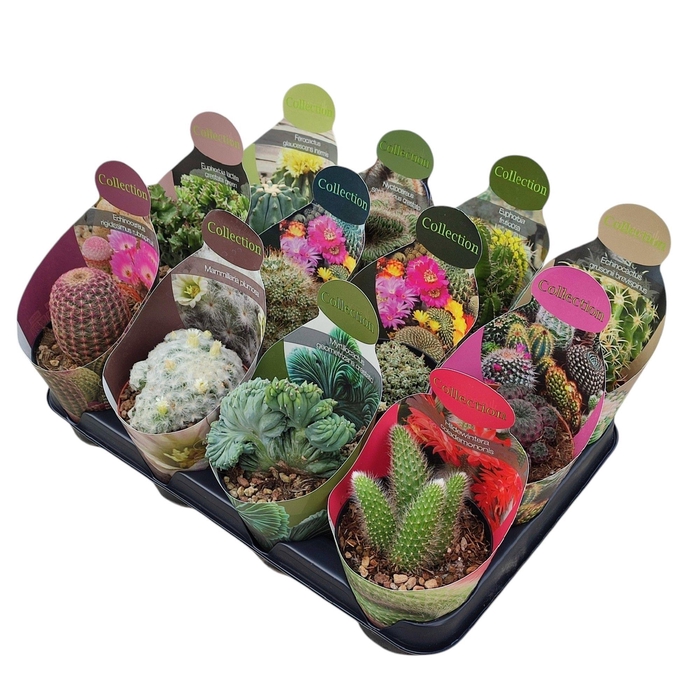<h4>CACTUS + SUCCU GEM</h4>