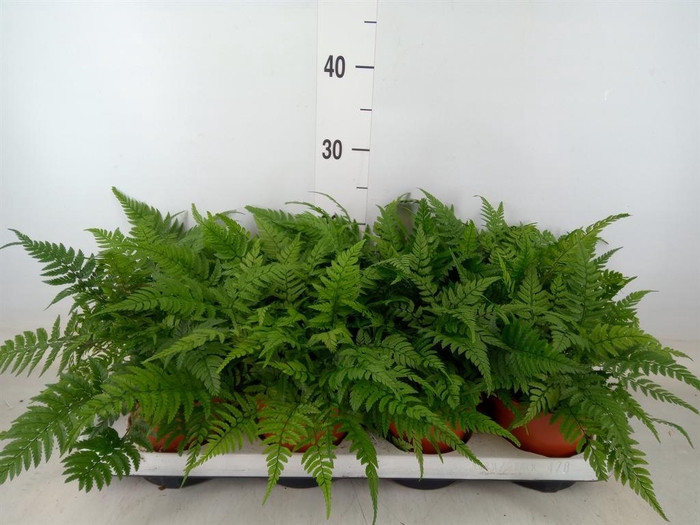 <h4>Athyrium ...</h4>