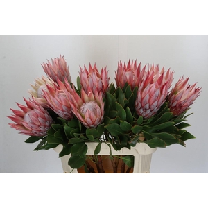 Protea Cynaroides