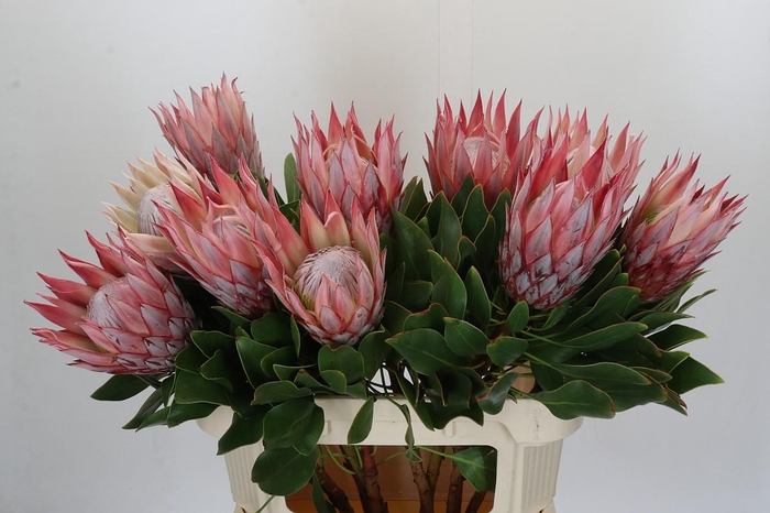 <h4>Protea Cynaroides</h4>