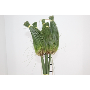 FOLH PAPIRUS 070 CM
