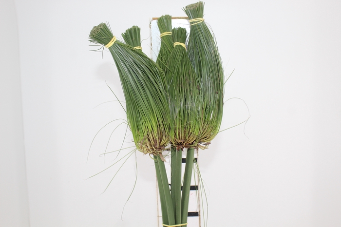 <h4>FOLH PAPIRUS 070 CM</h4>