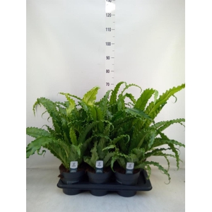 Asplenium antiquum 'Osaka'