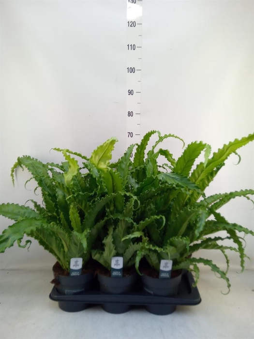 <h4>Asplenium antiquum 'Osaka'</h4>